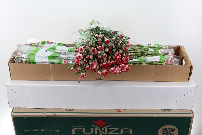 <h4>Di Tr Minuetto x20 Box</h4>