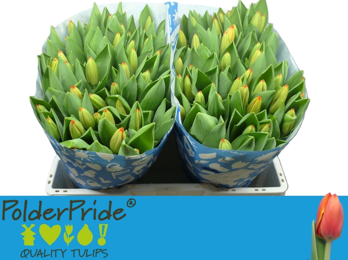 <h4>TU EN TRIPLE A</h4>