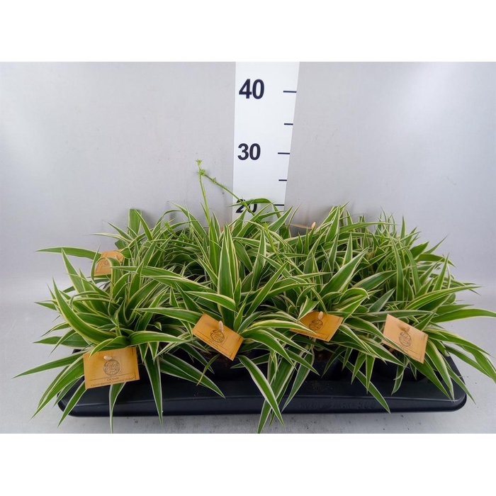 <h4>Chlorophytum com. 'Ocean'</h4>
