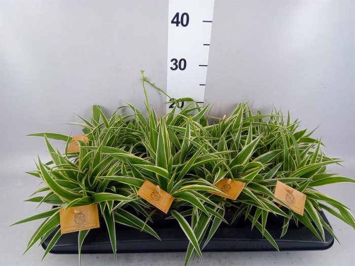 Chlorophytum com. 'Ocean'