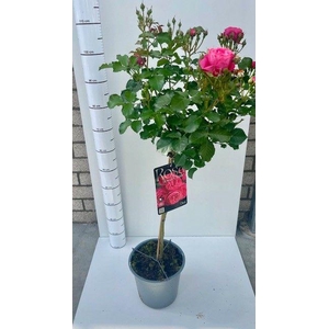 ROSA ST OV