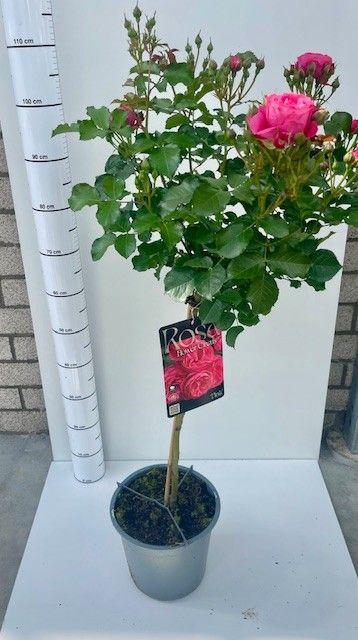 <h4>ROSA ST OV</h4>