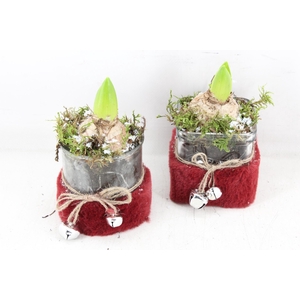 arr4 Hyacint JS - Glas mix bont rood bel