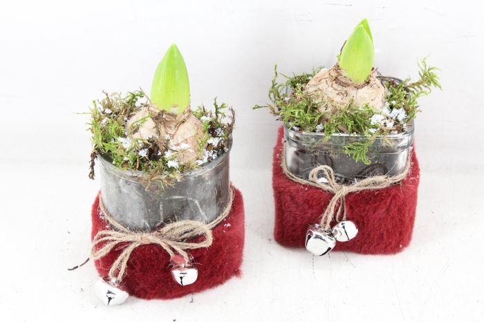 <h4>arr4 Hyacint JS - Glas mix bont rood bel</h4>