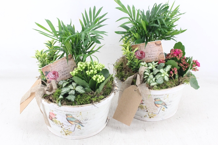 <h4>arr2 TD - Schaal rond bird - roze/wit</h4>