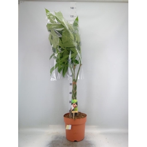 Pachira aquatica