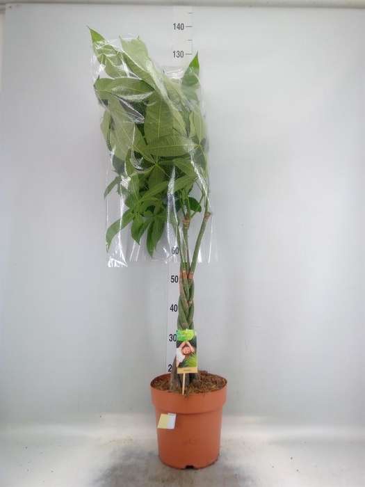 <h4>Pachira aquatica</h4>