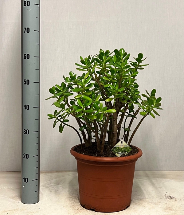 <h4>CRASS OVATA</h4>