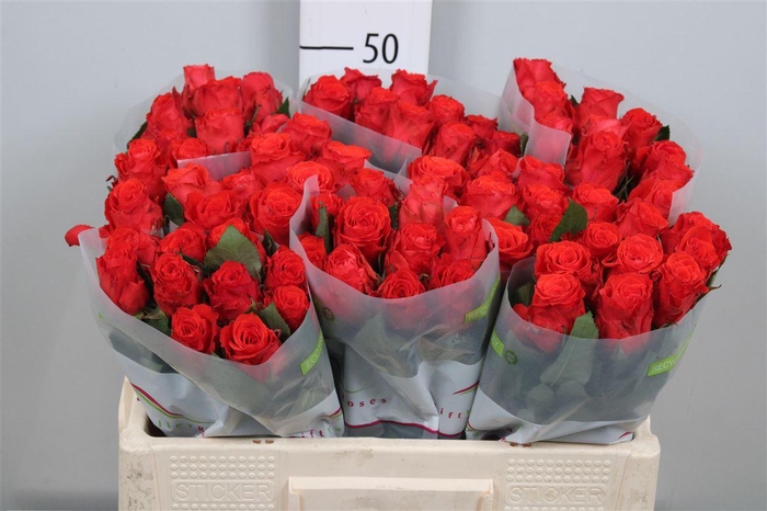 <h4>R Gr Bright Torch</h4>