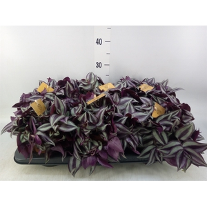 Tradescantia zebr. 'Purpusii'