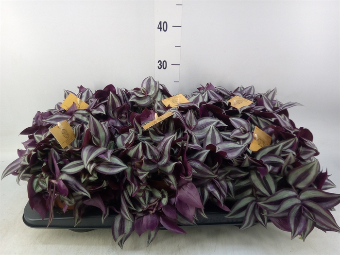 <h4>Tradescantia zebr. 'Purpusii'</h4>