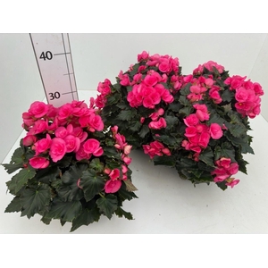 BEG HL ADONIA PINK