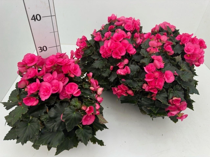 <h4>BEG HL ADONIA PINK</h4>