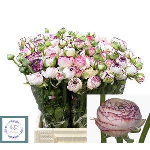 RAN EL WHITE STRIPES