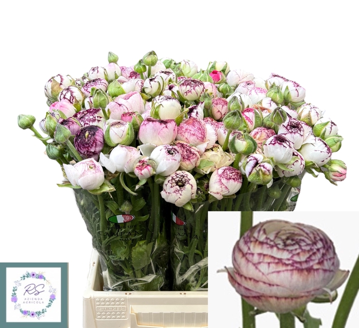 <h4>RAN EL WHITE STRIPES</h4>