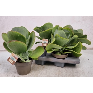 KALANCHOE THYRSIFL