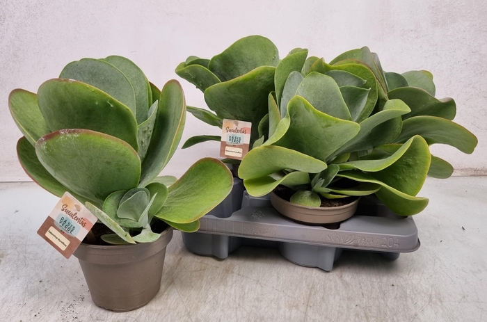 <h4>KALANCHOE THYRSIFL</h4>