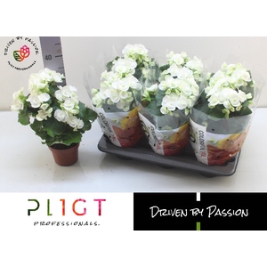 BEGONIA CLARA P14