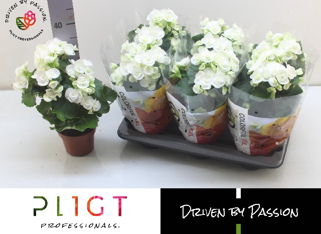 BEGONIA CLARA P14