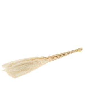 Droogbloem Pampas gras fluffy 75cm