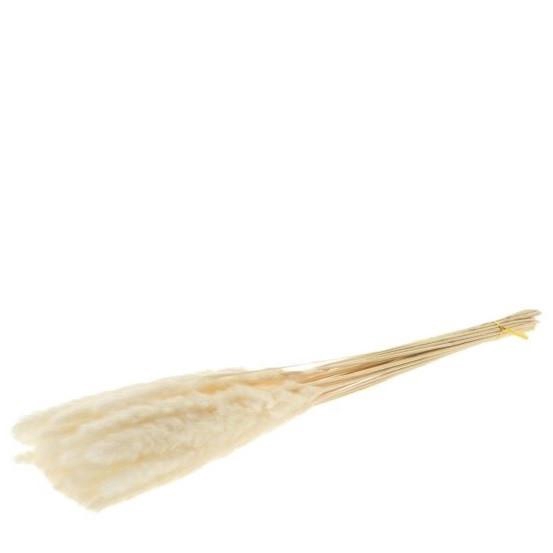 <h4>Dried flowers Pampass grass fluffy 75cm</h4>
