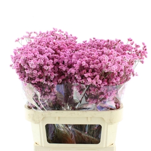 Limonium Abs Cerise