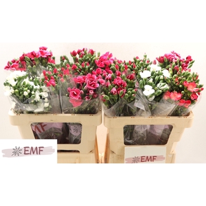 Di Te Solom Gem Fust