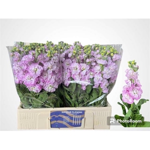 MATTH MATHILDA PINK