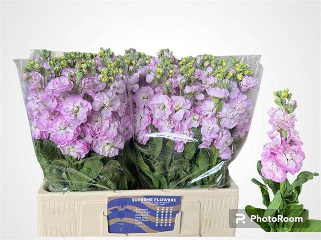 <h4>MATTH MATHILDA PINK</h4>
