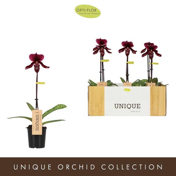 <h4>Paphiopedilum Red</h4>
