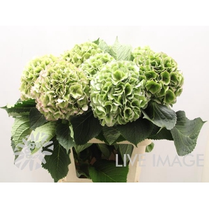 Hydrangea classic special green