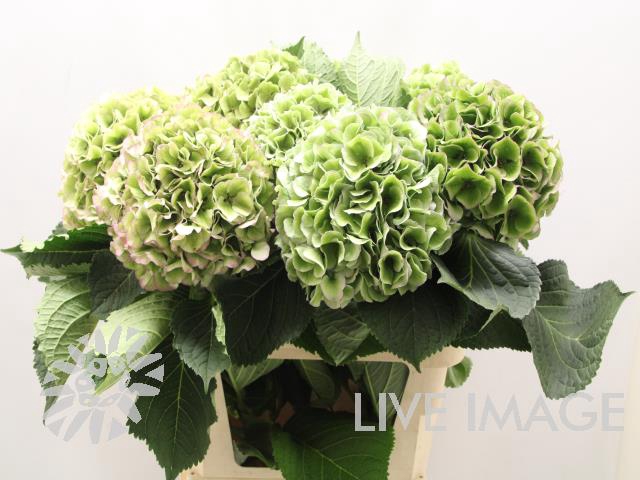 <h4>Hydrangea classic special green</h4>