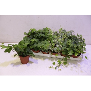 arr8 Hed He Gem 3 Srt