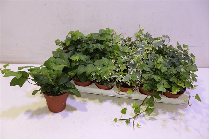 <h4>Hed He Gem 3 Srt</h4>