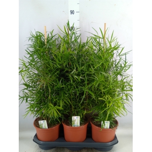 Asparagus falcatus