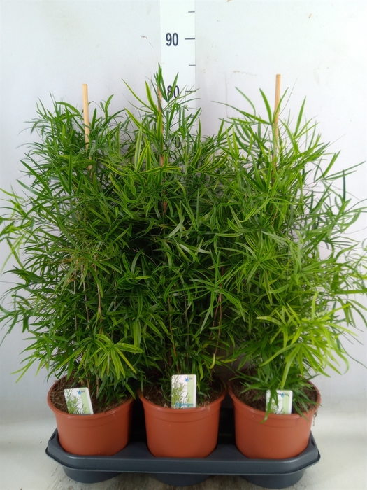 <h4>Asparagus falcatus</h4>