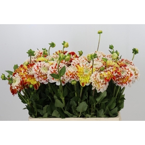 Dahlia Jowey Fantasy
