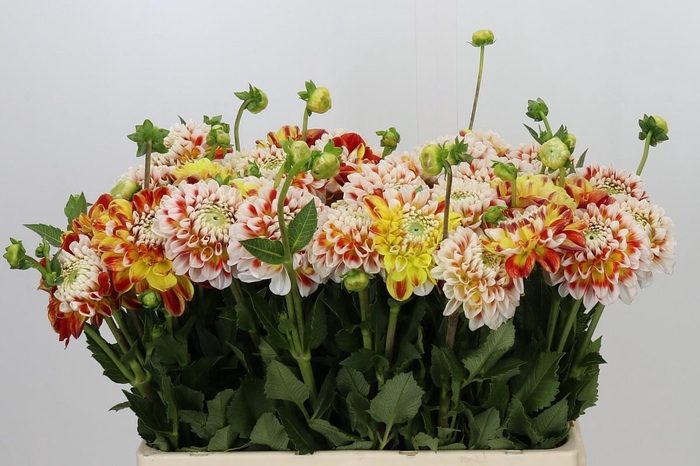Dahlia Jowey Fantasy