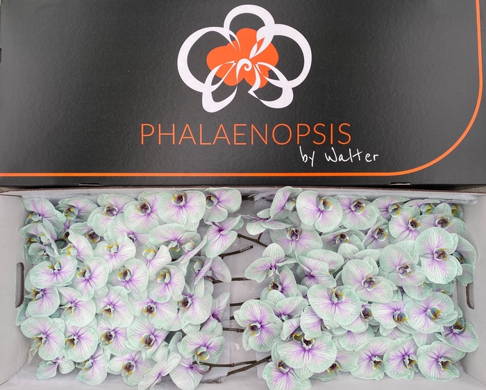 Phalaenopsis coloured ibiza Doos