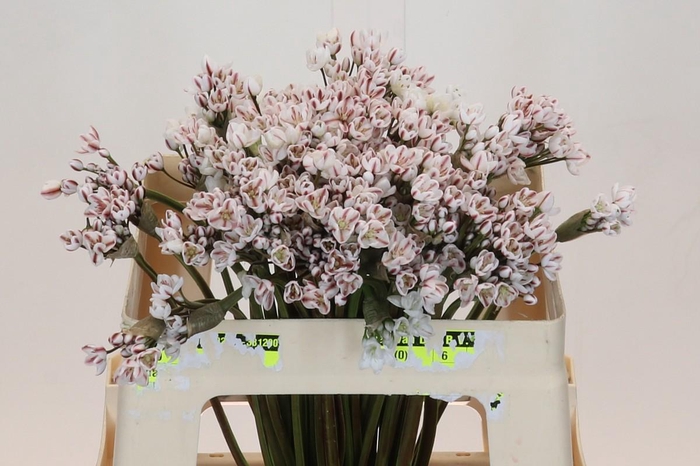 <h4>Allium Dyed Brown</h4>