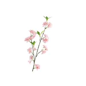 Prunus Peach