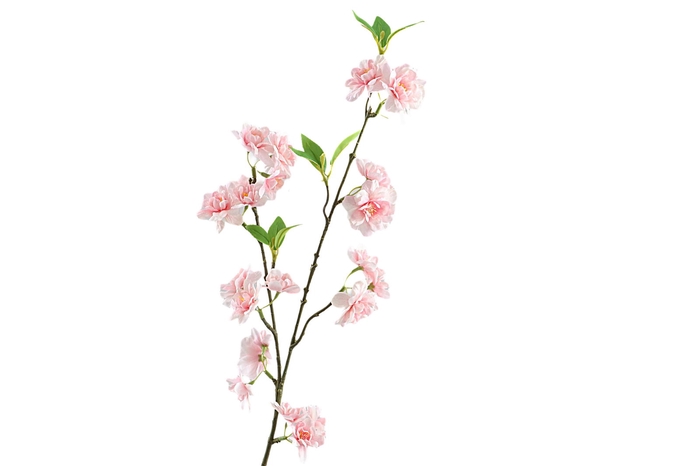<h4>Prunus Peach</h4>