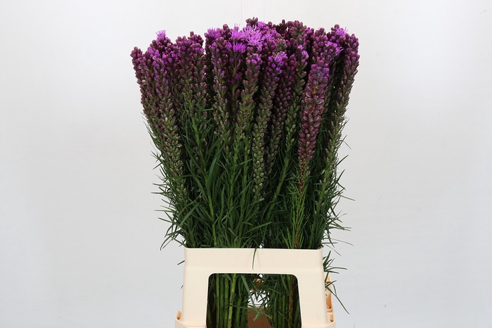 <h4>Liatris Spicata</h4>