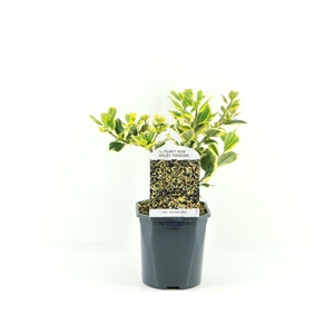 Ilex alt. Golden King