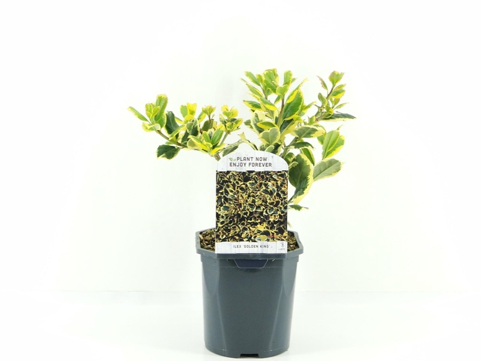 <h4>Ilex alt. Golden King</h4>