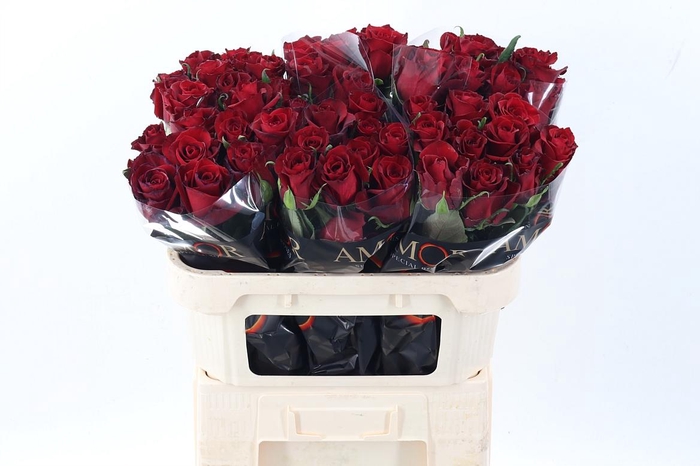 <h4>R Gr Ever Red</h4>