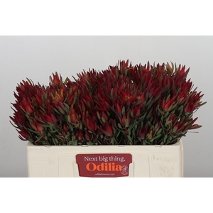 Leucadendron Blush Spray