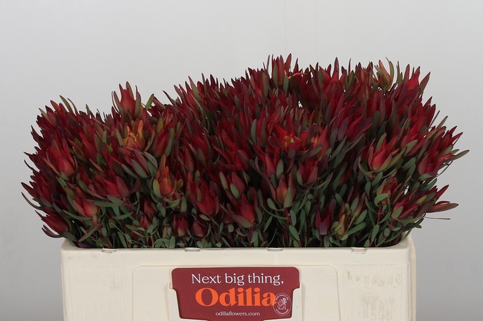 <h4>Leucadendron Blush Spray</h4>