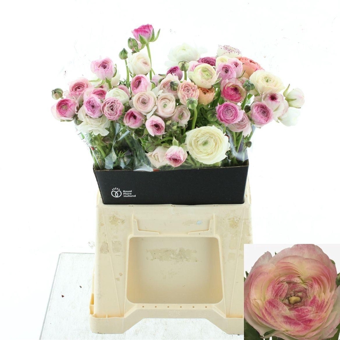 <h4>RAN EL WHITE SFUMATO</h4>