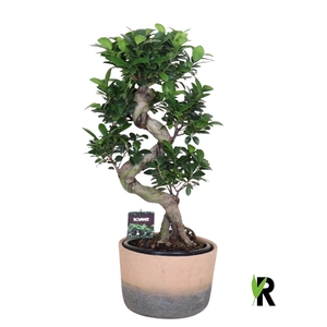 Ficus micr. S-type in keramiek terracotta ompot